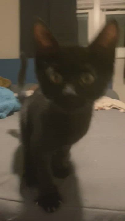 Enlarge Eleven, a Adopted mixed breed in Schererville, IN video 2/3