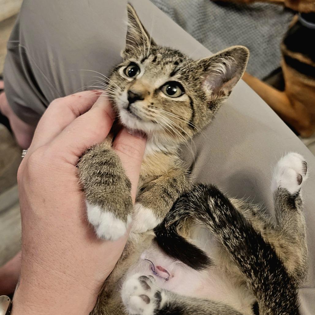Shirley, Adopted, Kitten Female Domestic Short Hair.