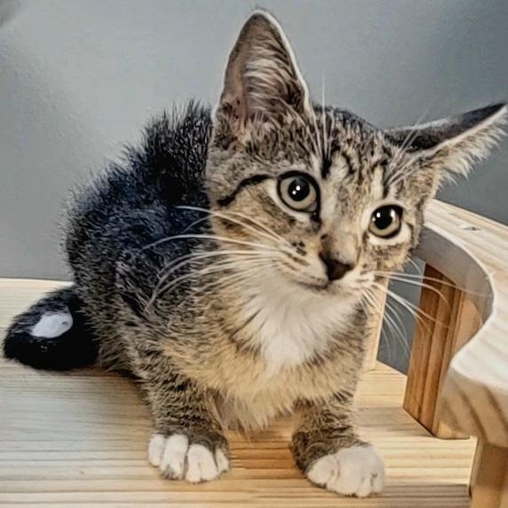 Enlarge Shirley, a Adopted Domestic Short Hair in Richmond, MO image 2/2