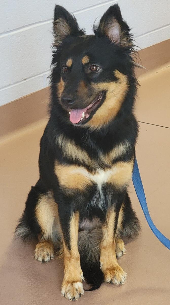 Enlarge Daisy, a Adoptable mixed breed in Prince Frederick, MD image 1/3