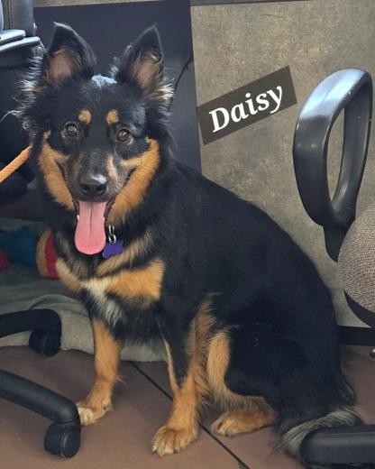 Enlarge Daisy, a Adoptable mixed breed in Prince Frederick, MD image 3/3