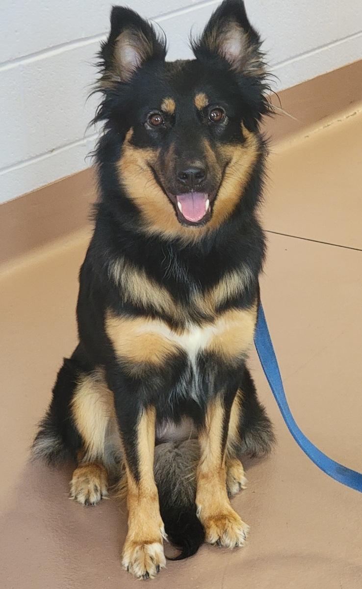 Enlarge Daisy, a Adoptable mixed breed in Prince Frederick, MD image 2/3