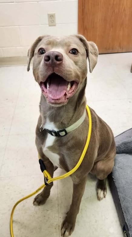 Enlarge NESSIE, a ADOPTABLE mixed breed in Reed City, MI image 3/4