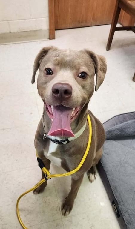 NESSIE, ADOPTABLE, Adult Female Weimaraner & Labrador Retriever.