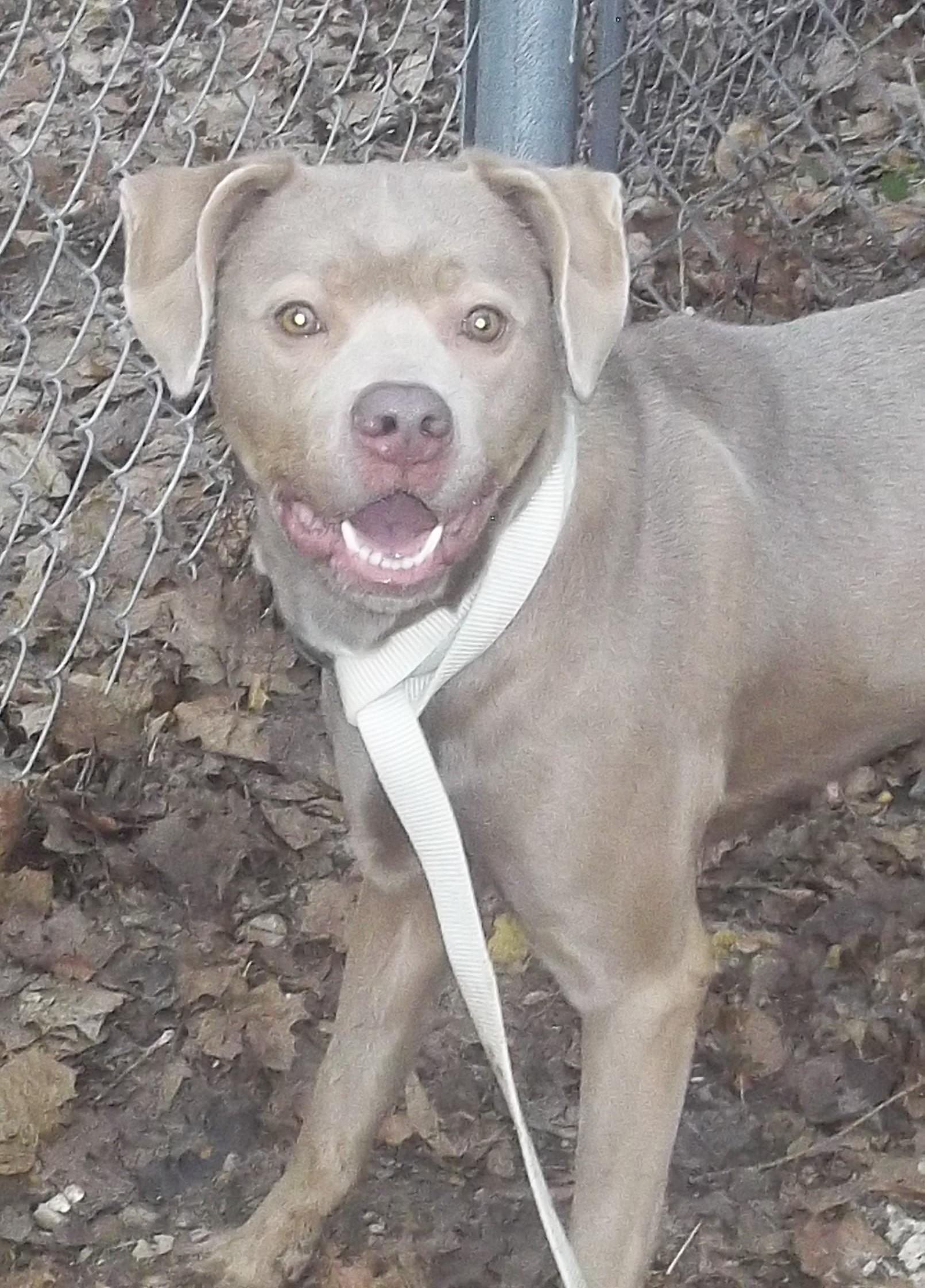 Enlarge NESSIE, a ADOPTABLE mixed breed in Reed City, MI image 4/4