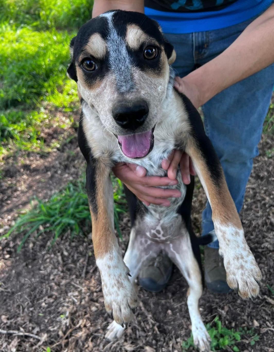 Enlarge Gaga, a Adoptable mixed breed in Elk River, MN image 1/3