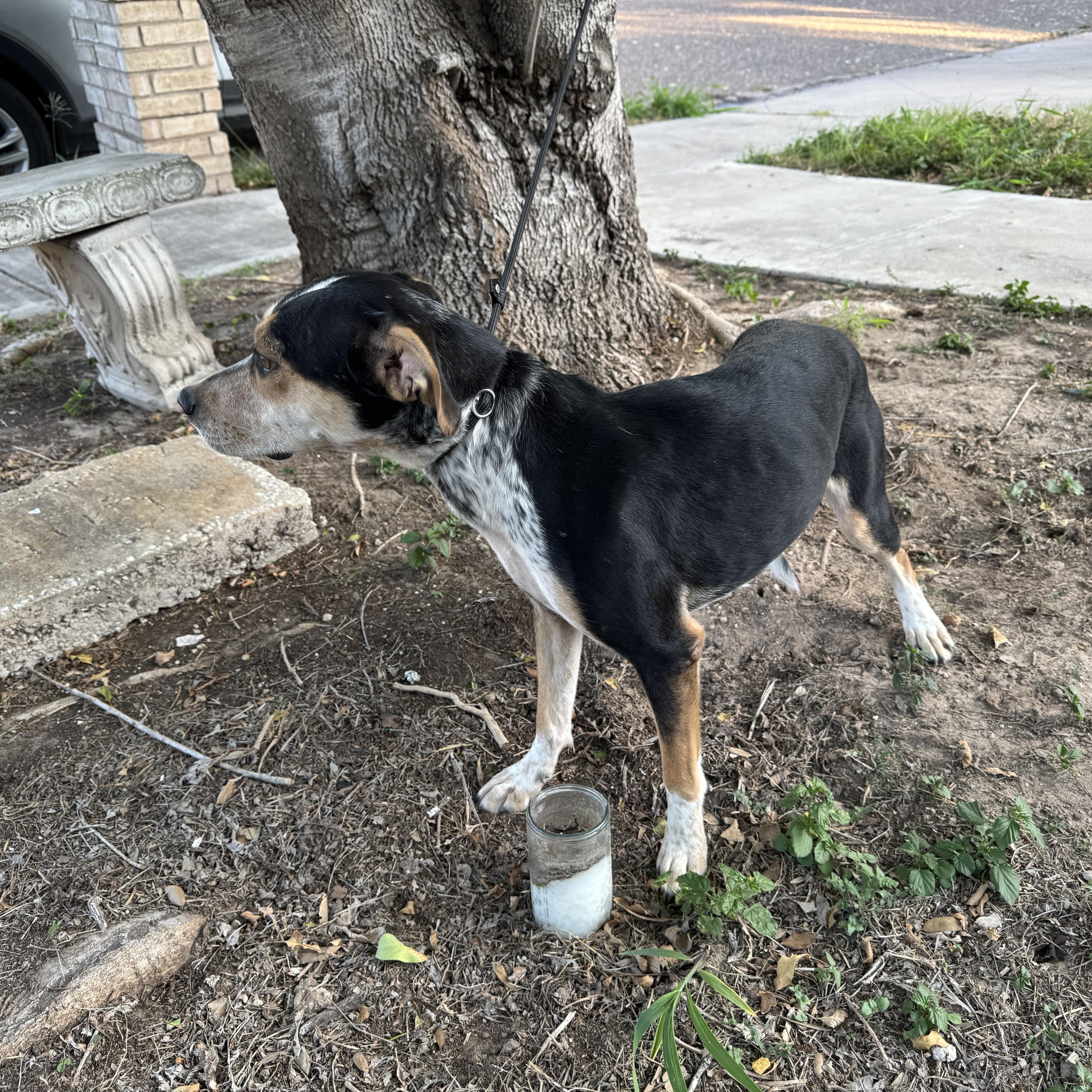 Enlarge Gaga, a Adoptable mixed breed in Elk River, MN image 2/3