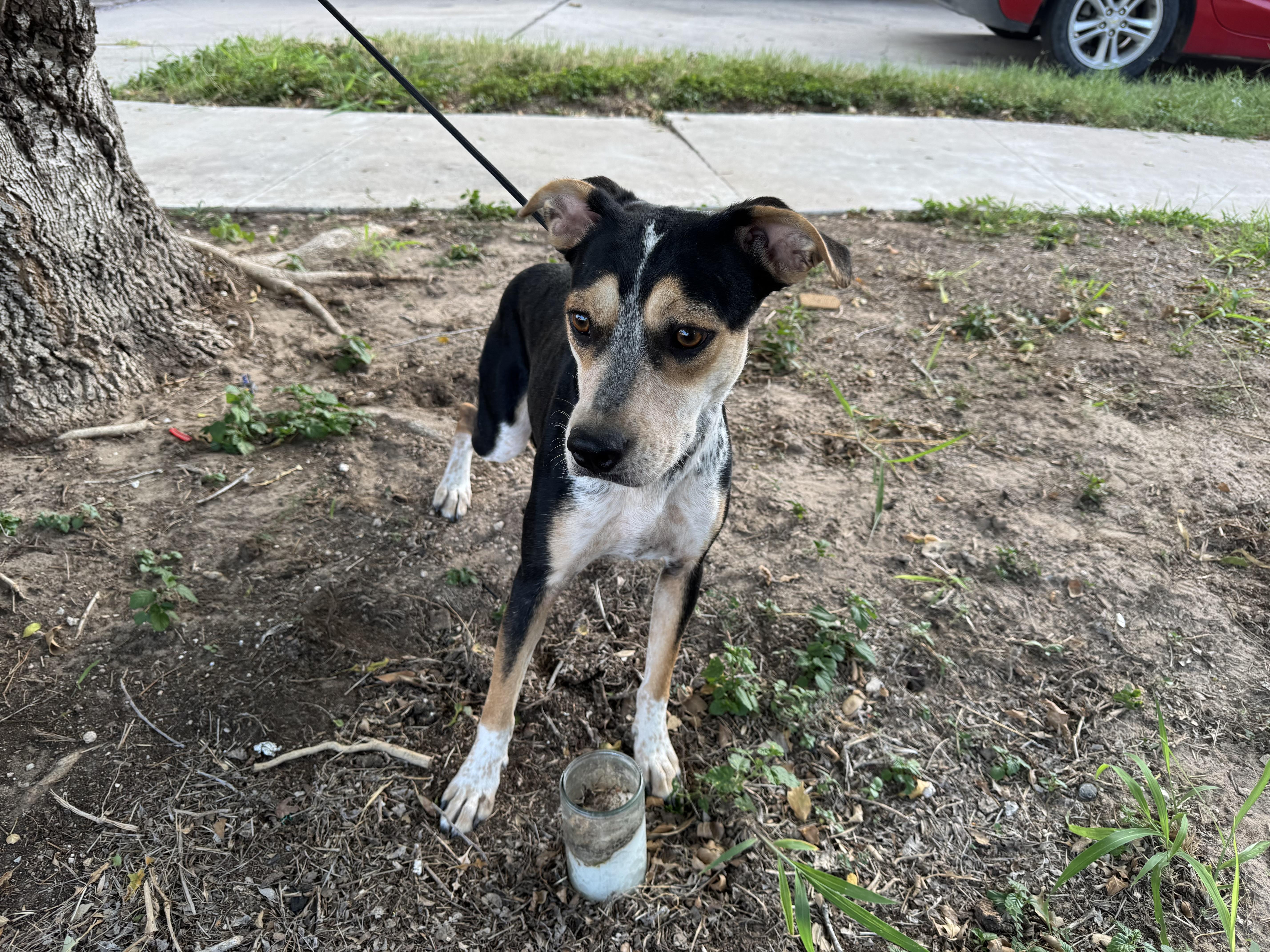 Enlarge Gaga, a Adoptable mixed breed in Elk River, MN image 3/3