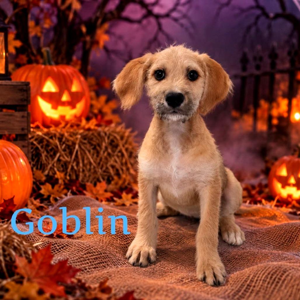 Goblin, Adoptable, Puppy Male Mixed Breed.
