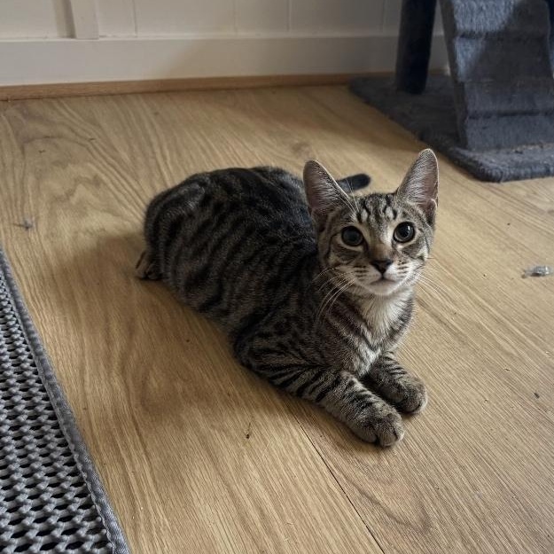 Spike, Adoptable, Kitten Male Domestic Short Hair & Tabby.