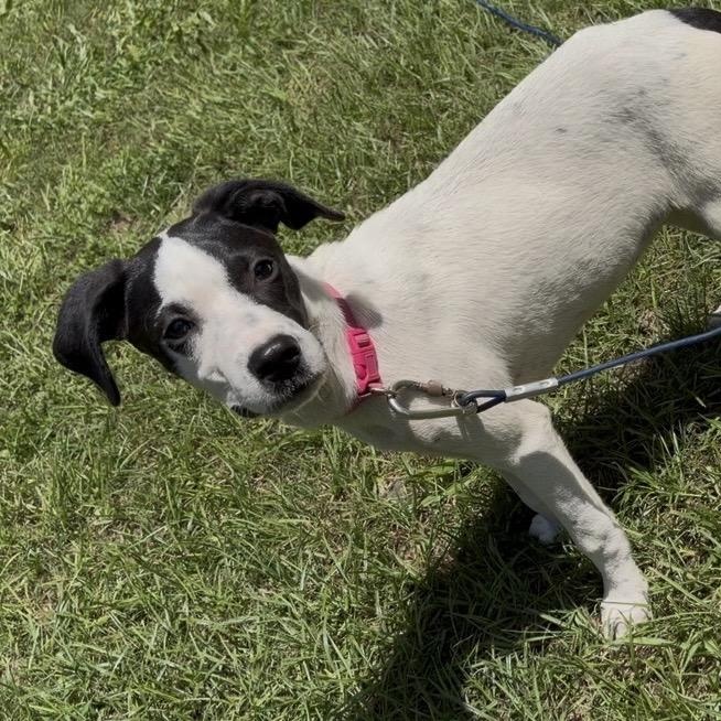 Enlarge Violet, a Adoptable Mixed Breed in Syracuse, NY image 5/5