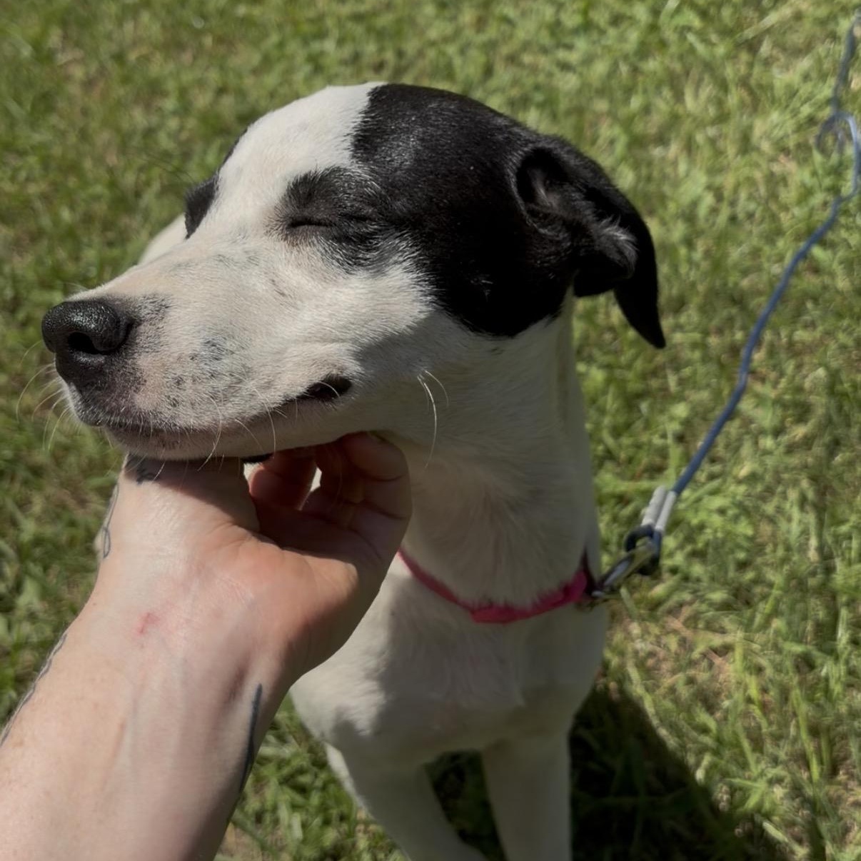 Enlarge Violet, a Adoptable Mixed Breed in Syracuse, NY image 3/5
