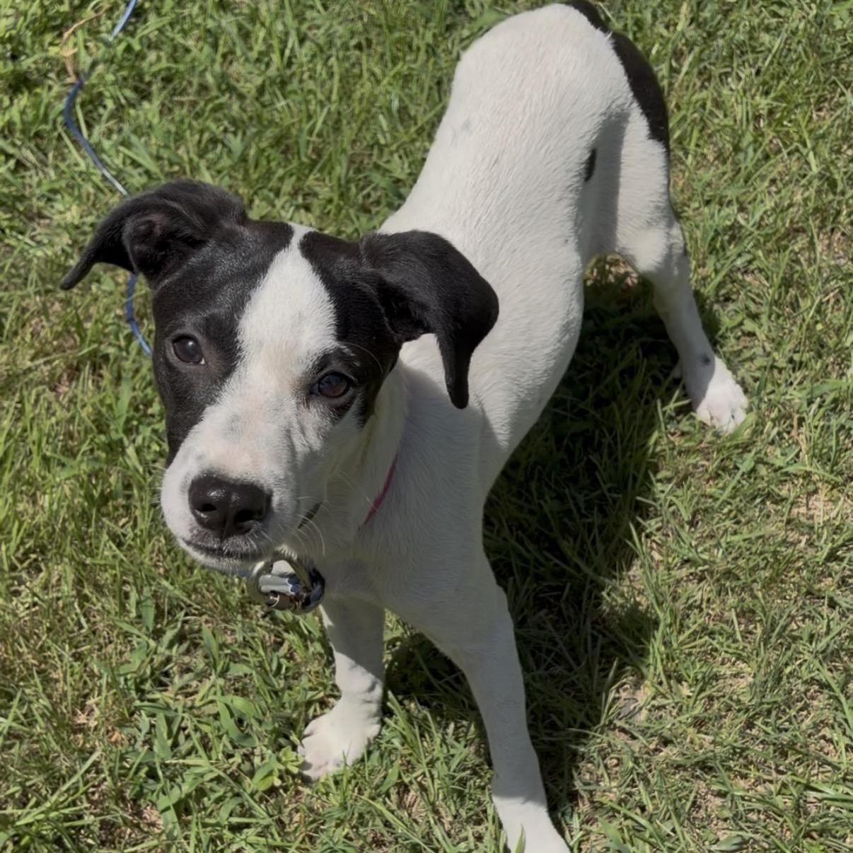 Enlarge Violet, a Adoptable Mixed Breed in Syracuse, NY image 1/5