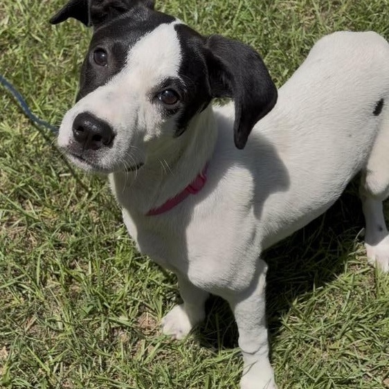 Enlarge Violet, a Adoptable Mixed Breed in Syracuse, NY image 4/5