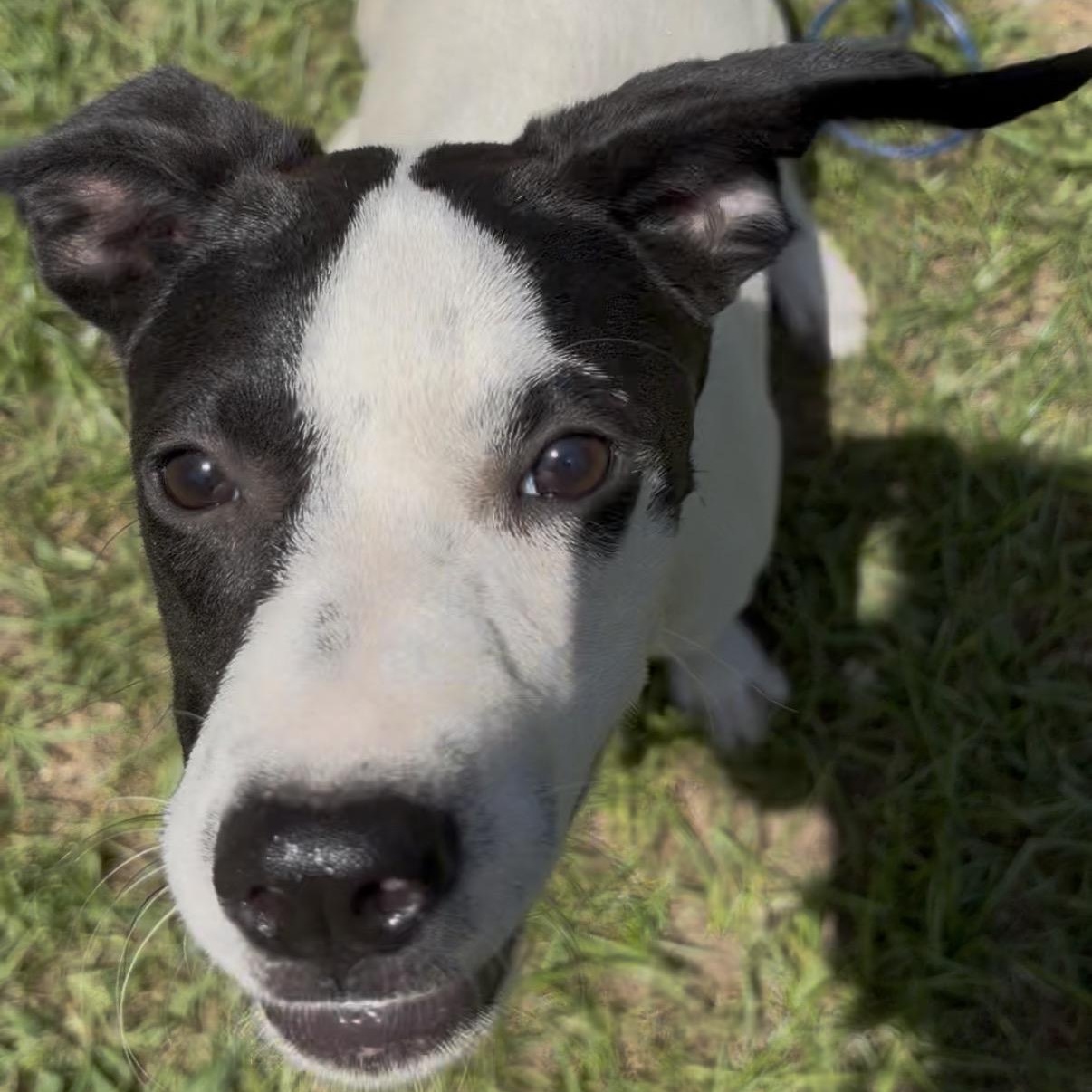 Enlarge Violet, a Adoptable Mixed Breed in Syracuse, NY image 2/5