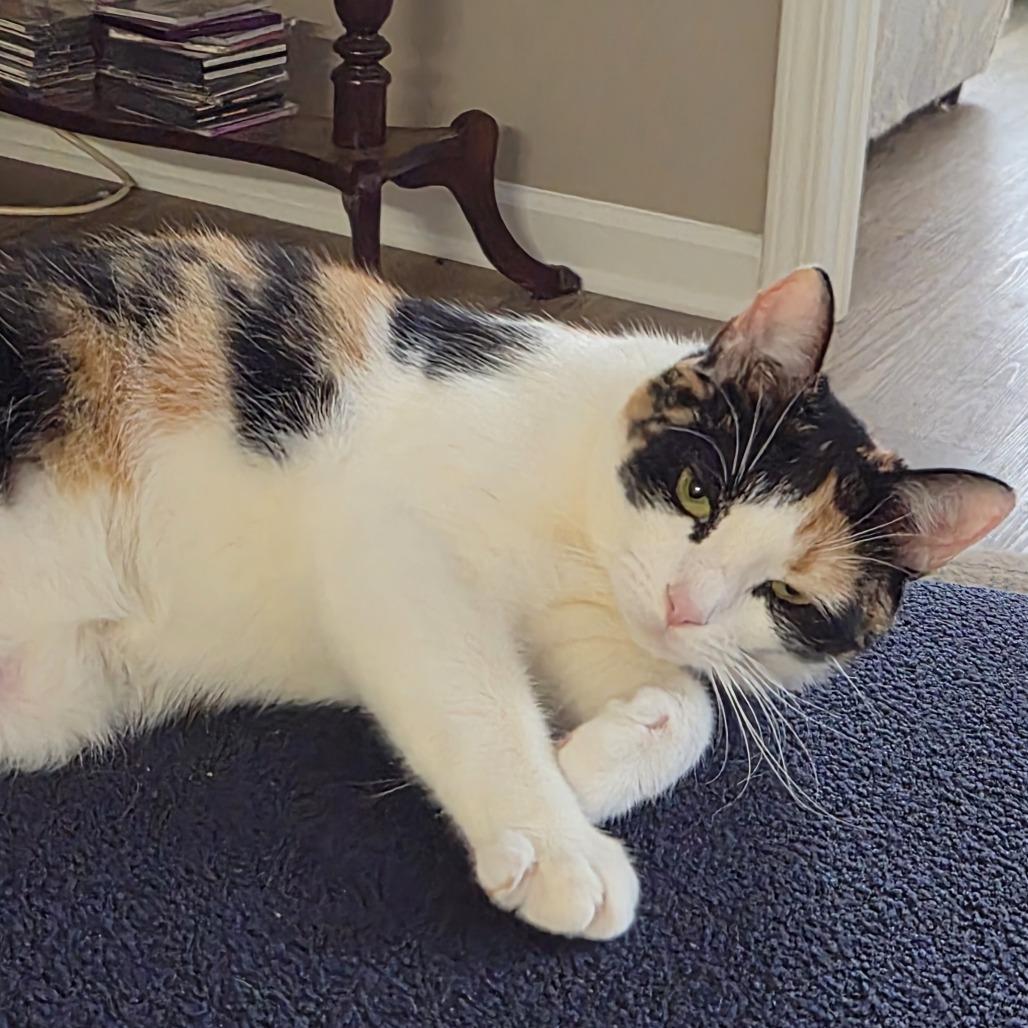 Enlarge Tails, a Adoptable Domestic Short Hair in Winston Salem, NC image 1/3