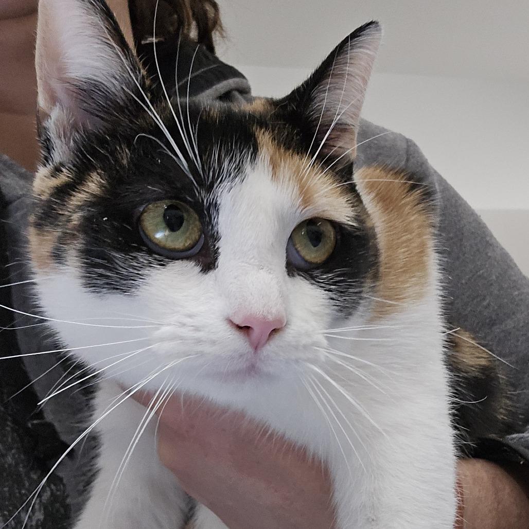 Enlarge Tails, a Adoptable Domestic Short Hair in Winston Salem, NC image 2/3