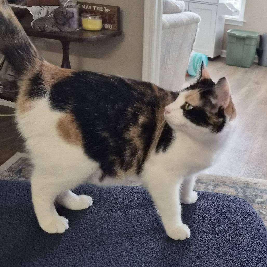 Enlarge Tails, a Adoptable Domestic Short Hair in Winston Salem, NC image 3/3