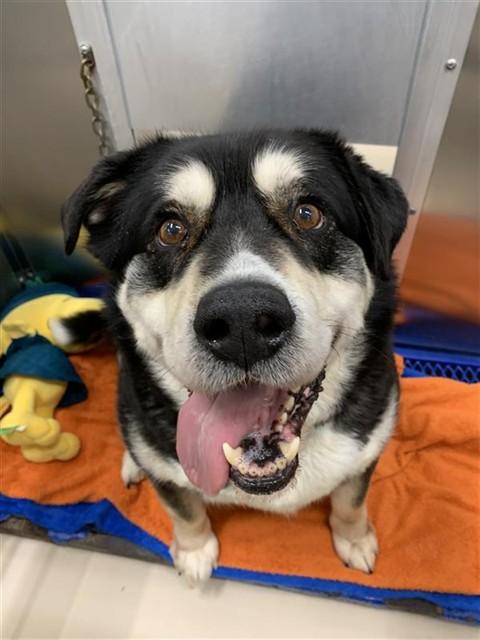 Enlarge REBEL, a Adoptable mixed breed in Fairbanks, AK image 1/1