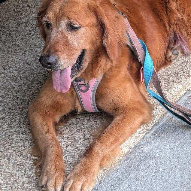 Enlarge Rosie, a Adoptable Golden Retriever in Tampa, FL image 1/6
