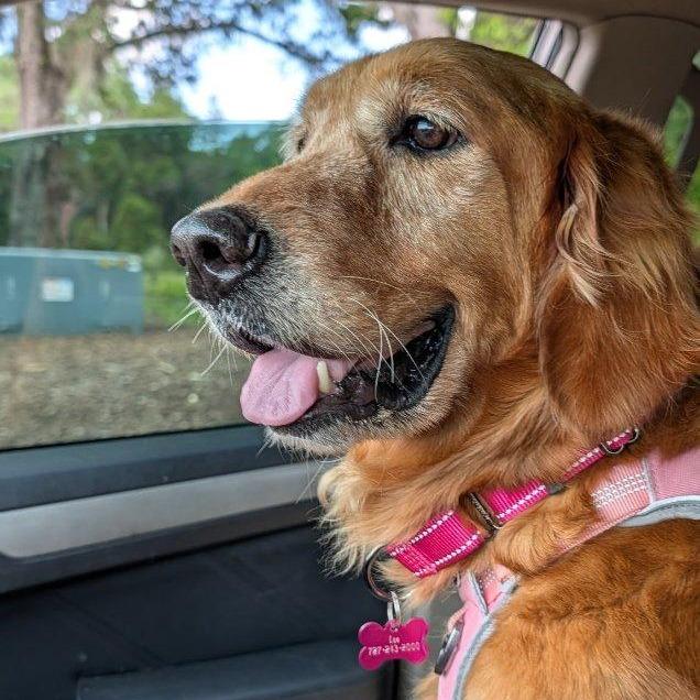 Enlarge Rosie, a Adoptable Golden Retriever in Tampa, FL image 5/6