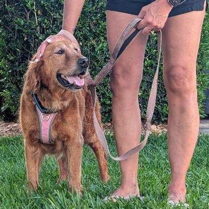 Enlarge Rosie, a Adoptable Golden Retriever in Tampa, FL image 6/6