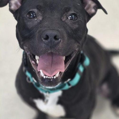 Coal, Adoptable, Young Male Pit Bull Terrier & Mixed Breed.