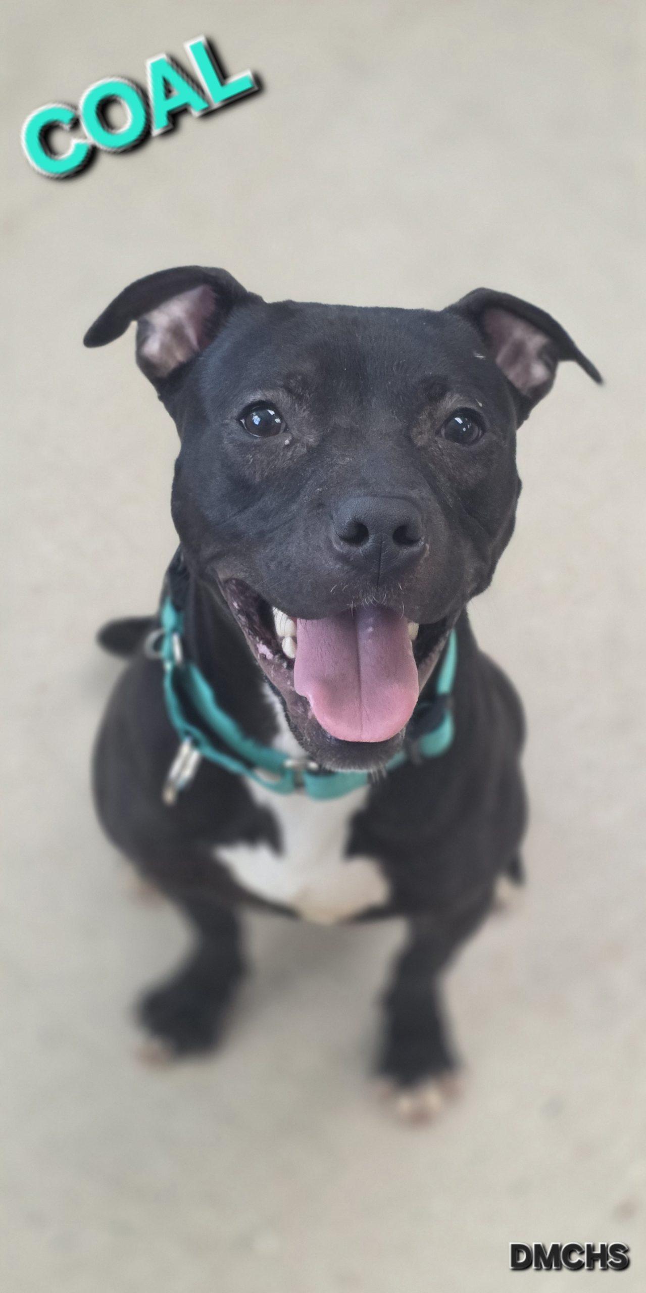 Enlarge Coal, a Adoptable mixed breed in Burlington, IA image 3/4