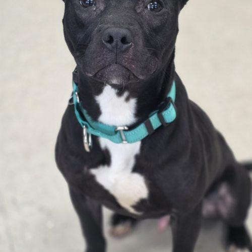 Enlarge Coal, a Adoptable mixed breed in Burlington, IA image 4/4