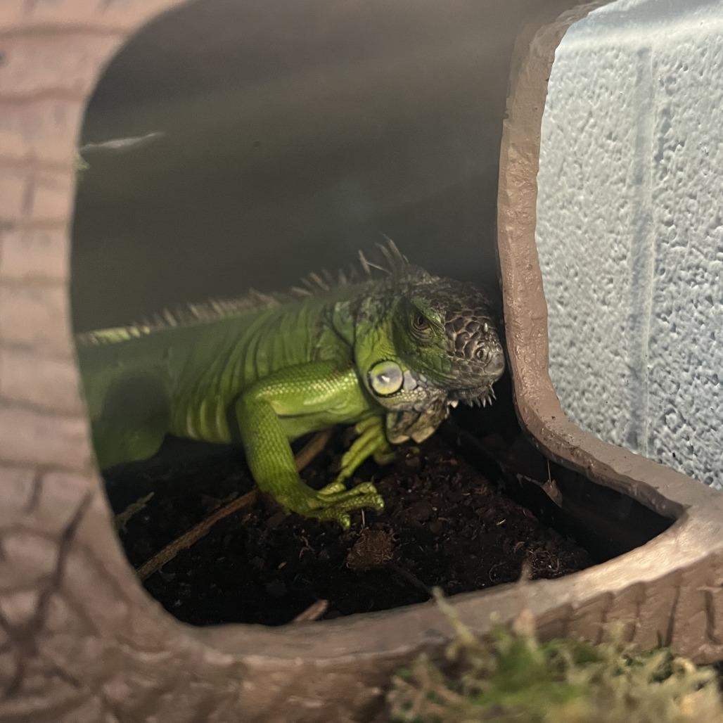 Enlarge Wizard Fran, a Adoptable Iguana in Mentor, OH image 1/2