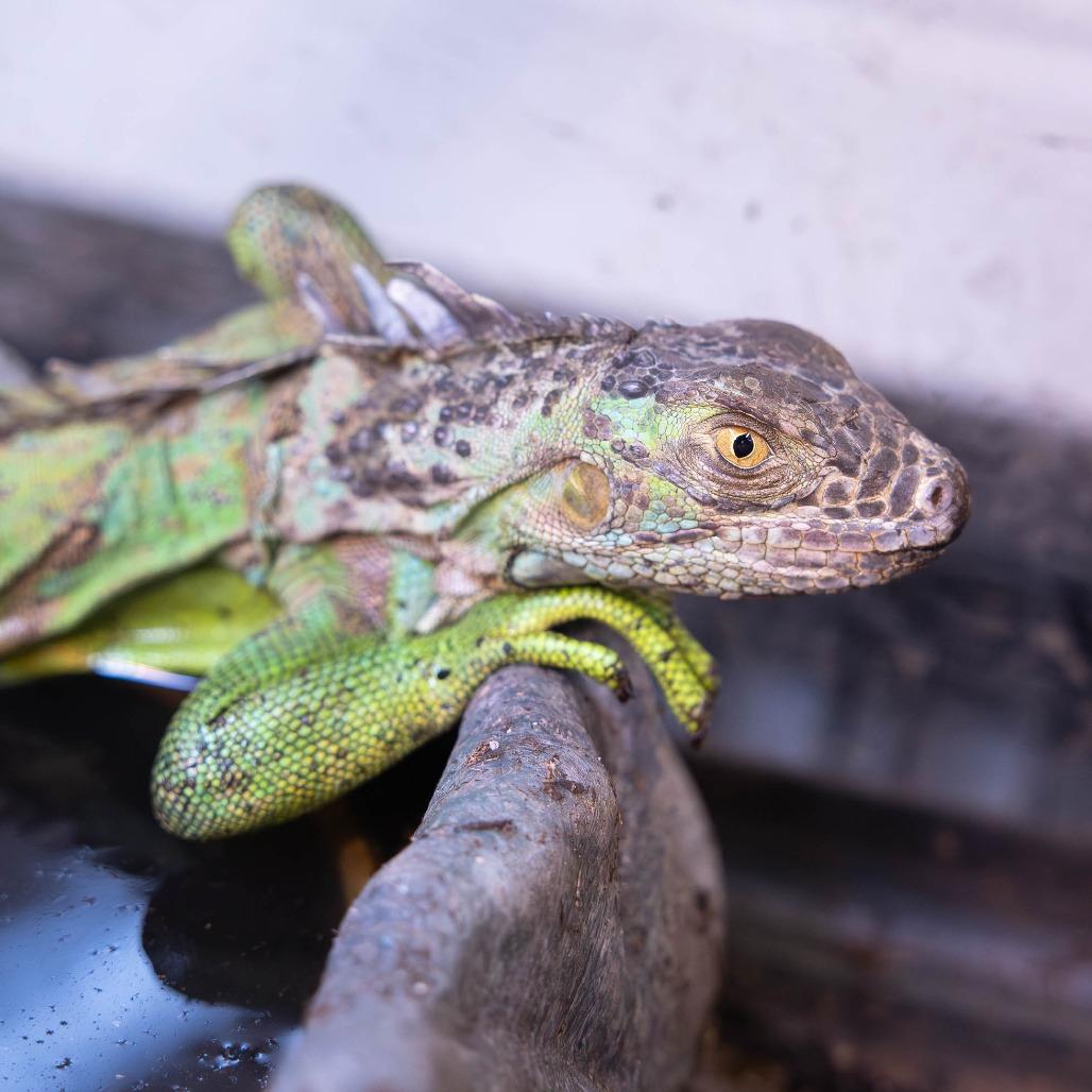 Enlarge Wizard Fran, a Adoptable Iguana in Mentor, OH image 2/2