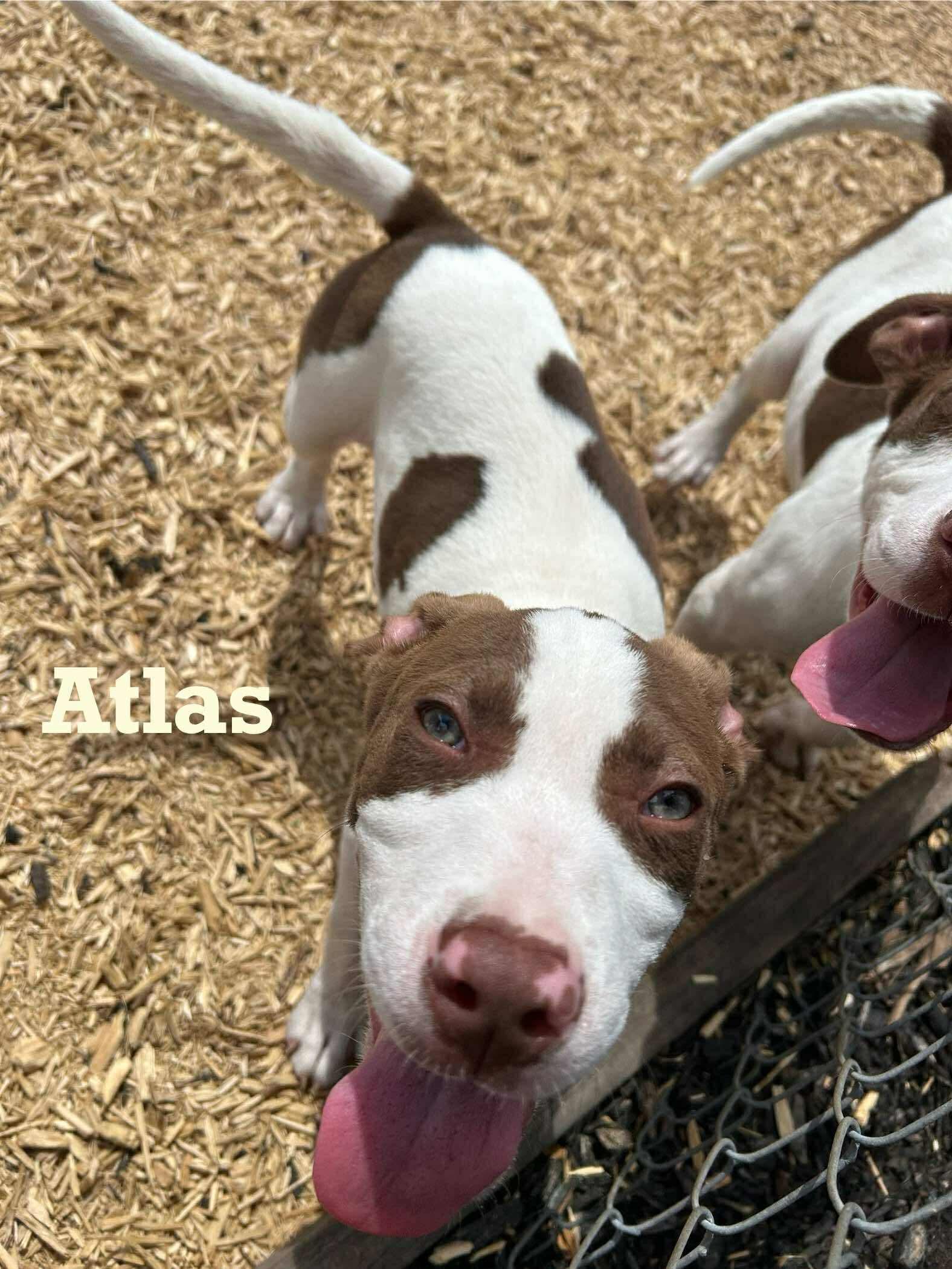 Atlas