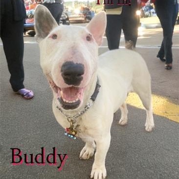 Buddy, Adoptable, Adult Male Bull Terrier.