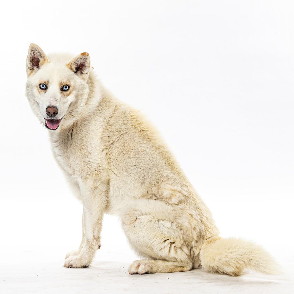 Rocky, Adoptable, Adult Male Siberian Husky.