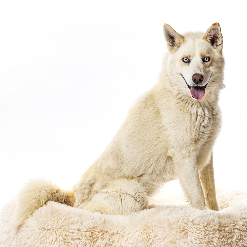 Enlarge Rocky, a Adoptable Siberian Husky in Reno, NV image 2/4