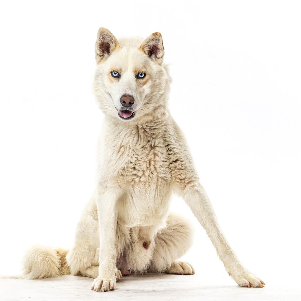 Enlarge Rocky, a Adoptable Siberian Husky in Reno, NV image 3/4