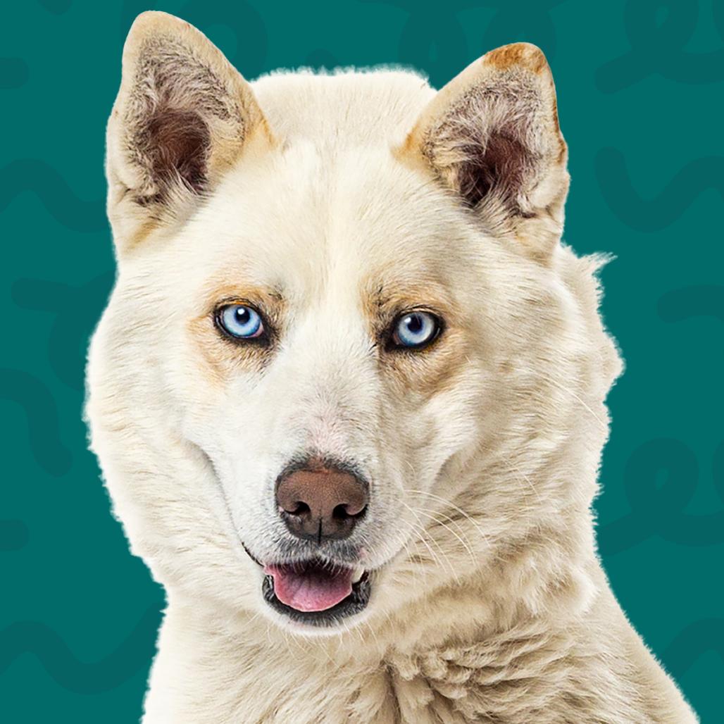 Enlarge Rocky, a Adoptable Siberian Husky in Reno, NV image 4/4