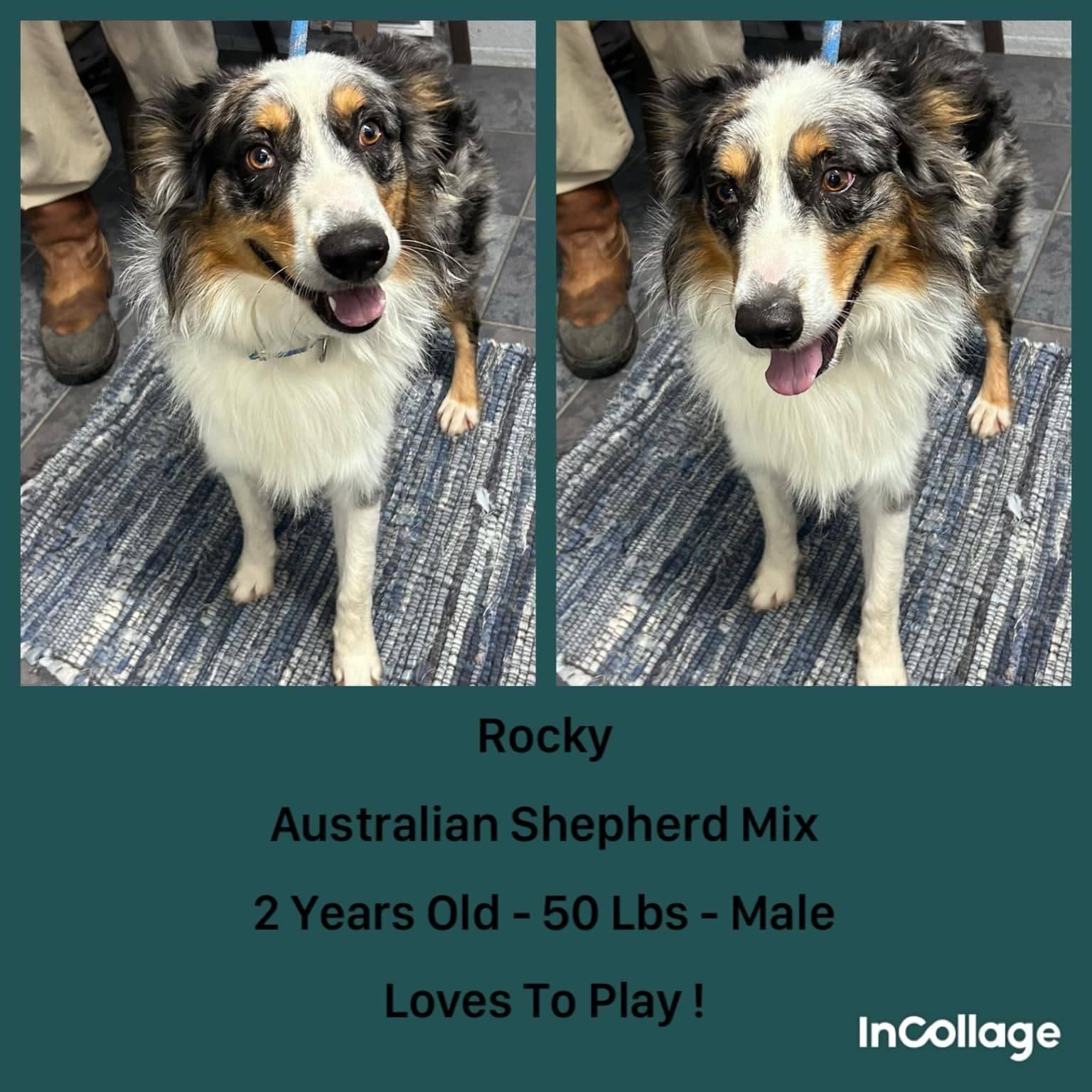 Dog for adoption Rocky, an Australian Shepherd in Downers Grove, IL