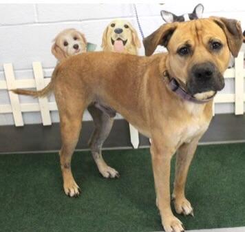Enlarge Luke, a Adoptable mixed breed in Irmo, SC image 1/2
