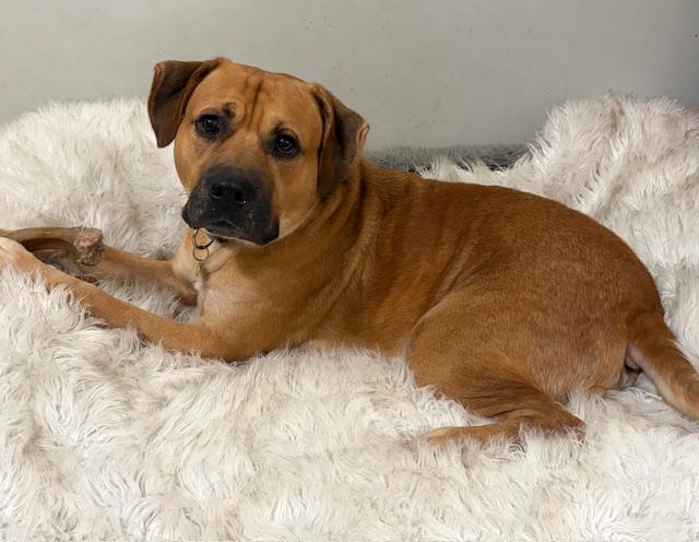 Enlarge Luke, a Adoptable mixed breed in Irmo, SC image 2/2