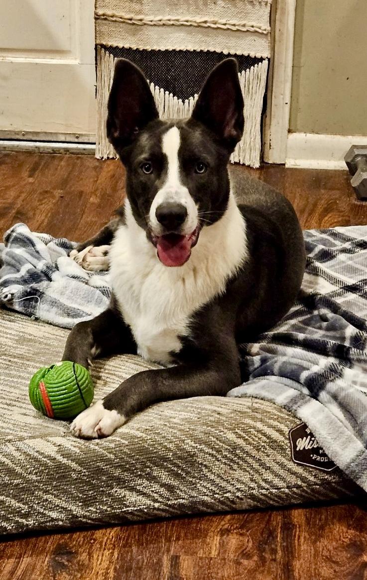 Enlarge Mack, a Adoptable mixed breed in Jackson, MS image 1/1