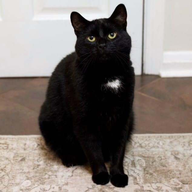 Benson, ADOPTABLE, Adult Male Domestic Short Hair.