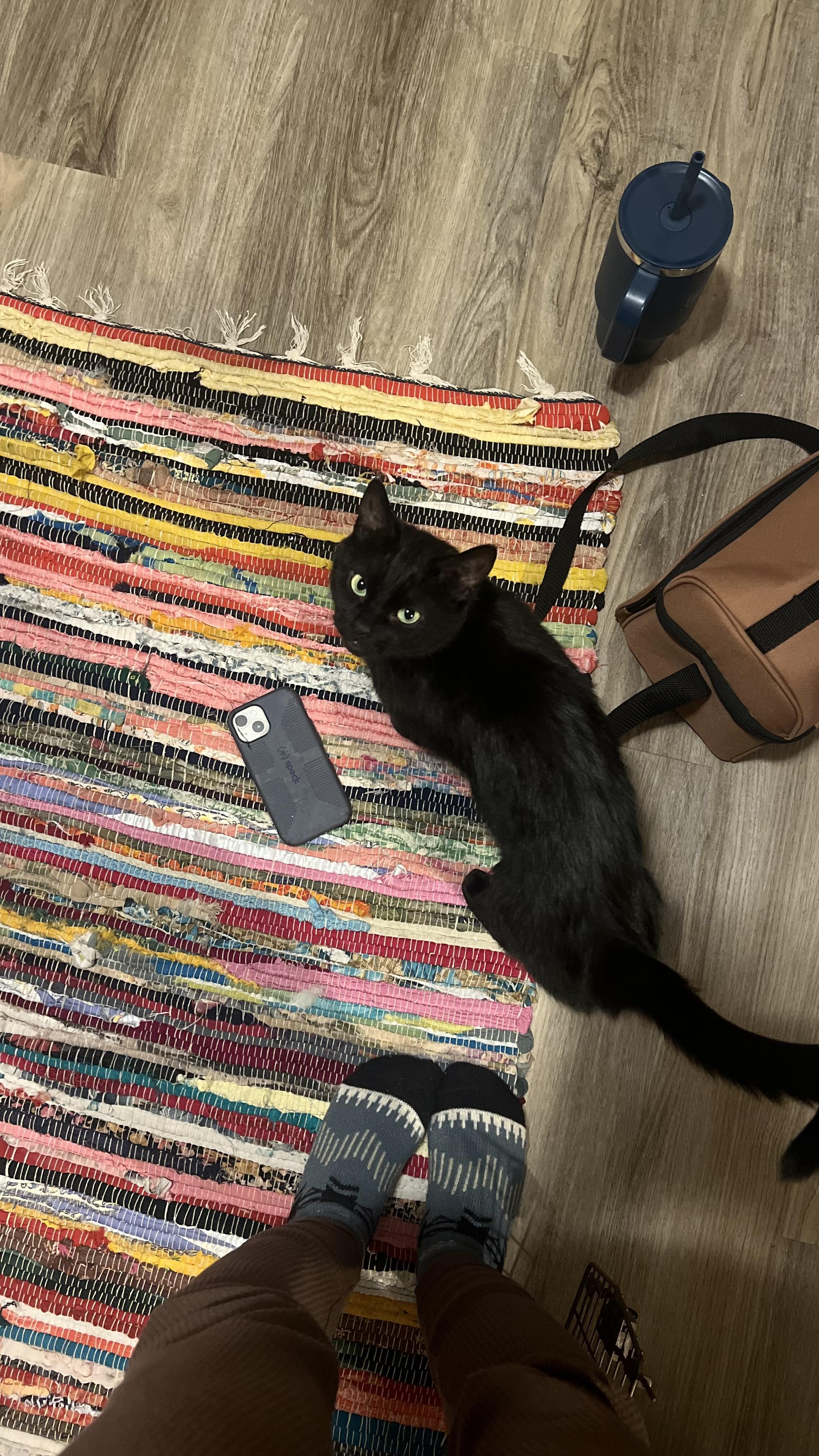 Enlarge Luna , an adopted Domestic Short Hair in Enfield, CT image 2/2