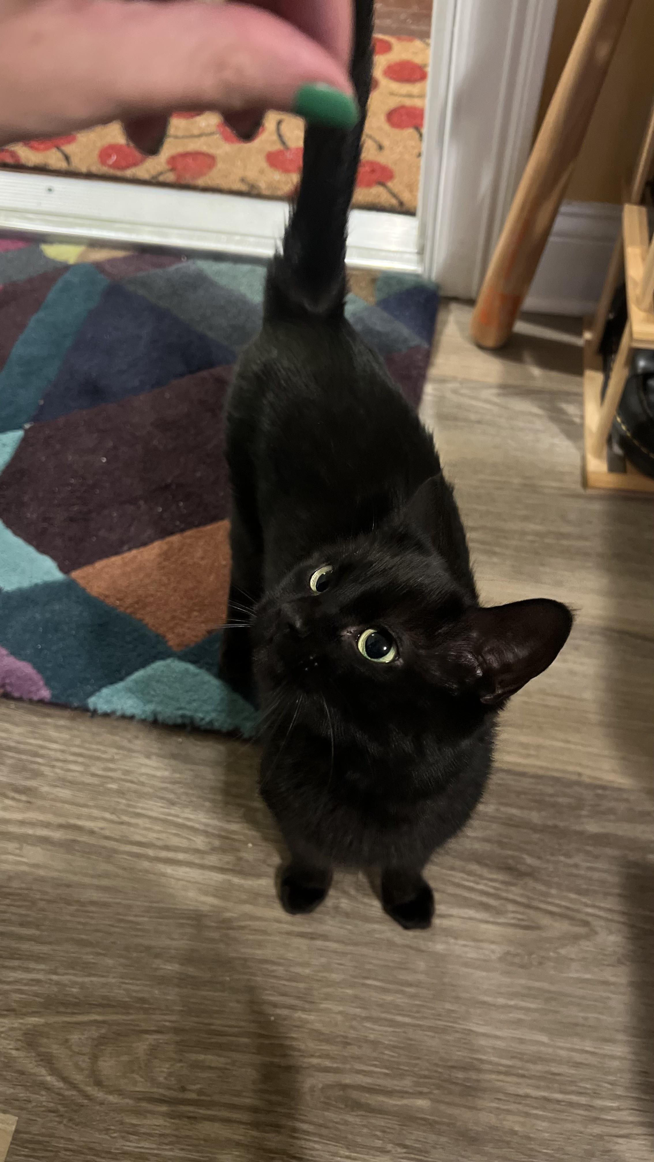 Luna , adopted, Young Female Domestic Short Hair.