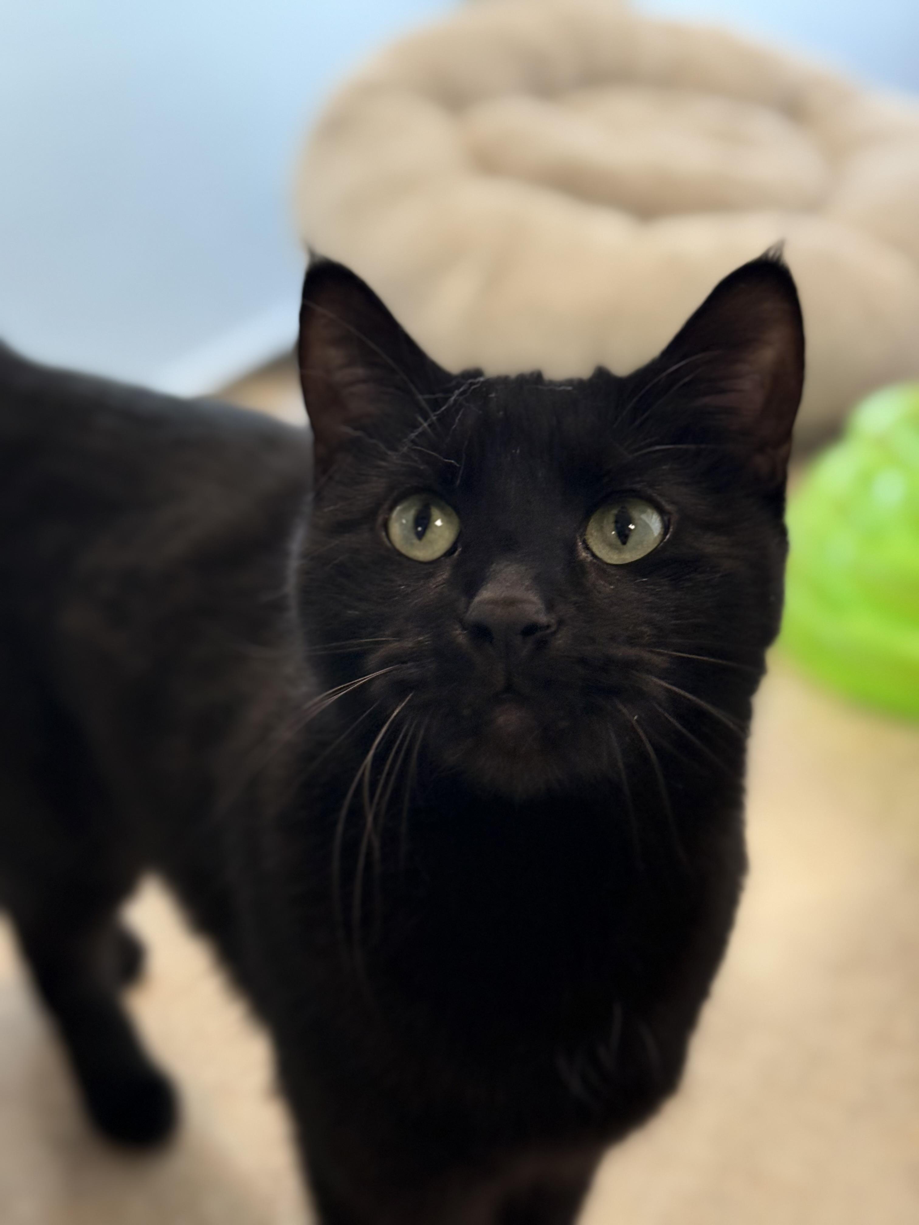 Molly, adoptable, Adult Female Domestic Short Hair.