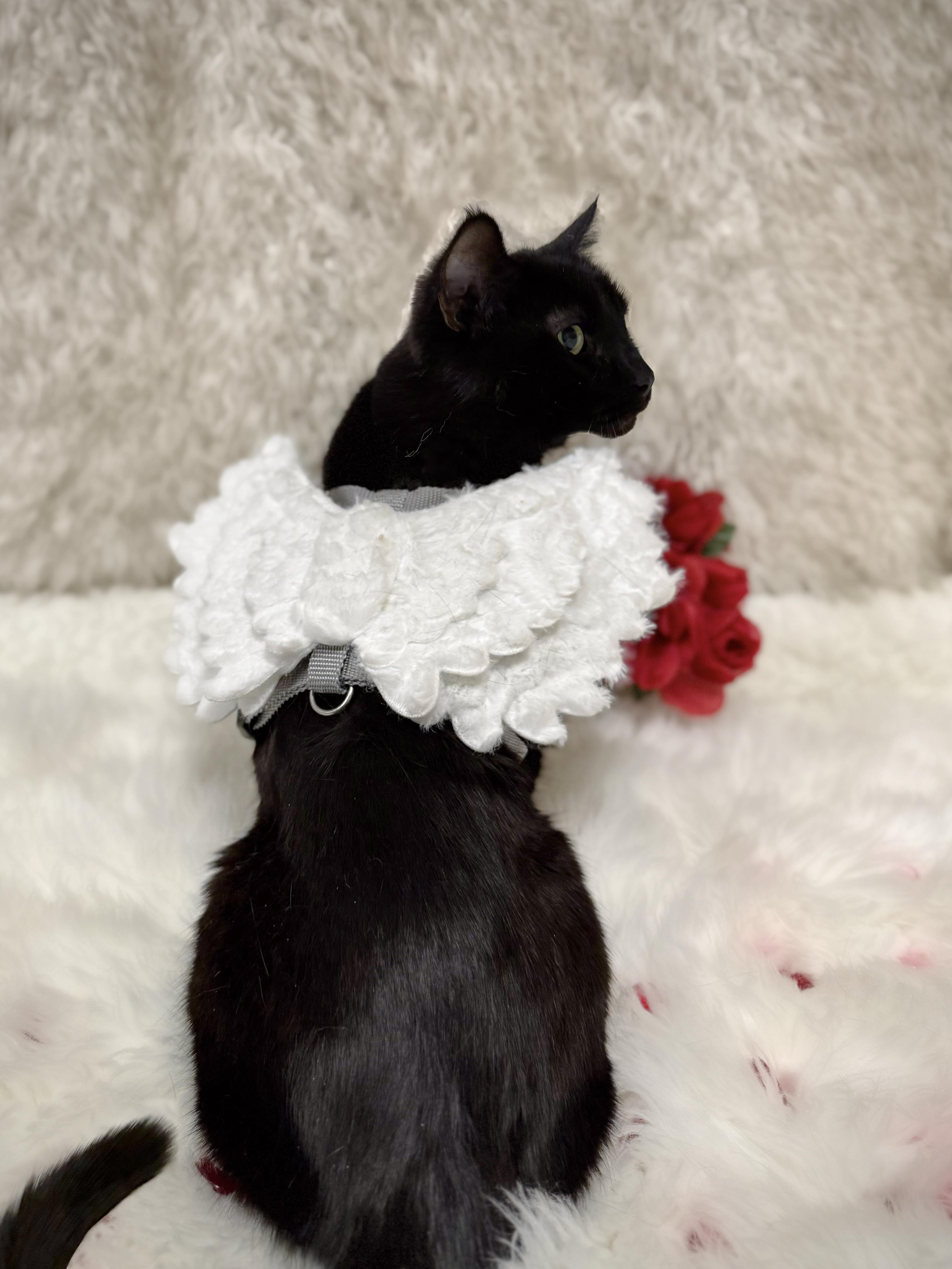 Enlarge Molly, an adoptable mixed breed in Eagle, CO image 4/6