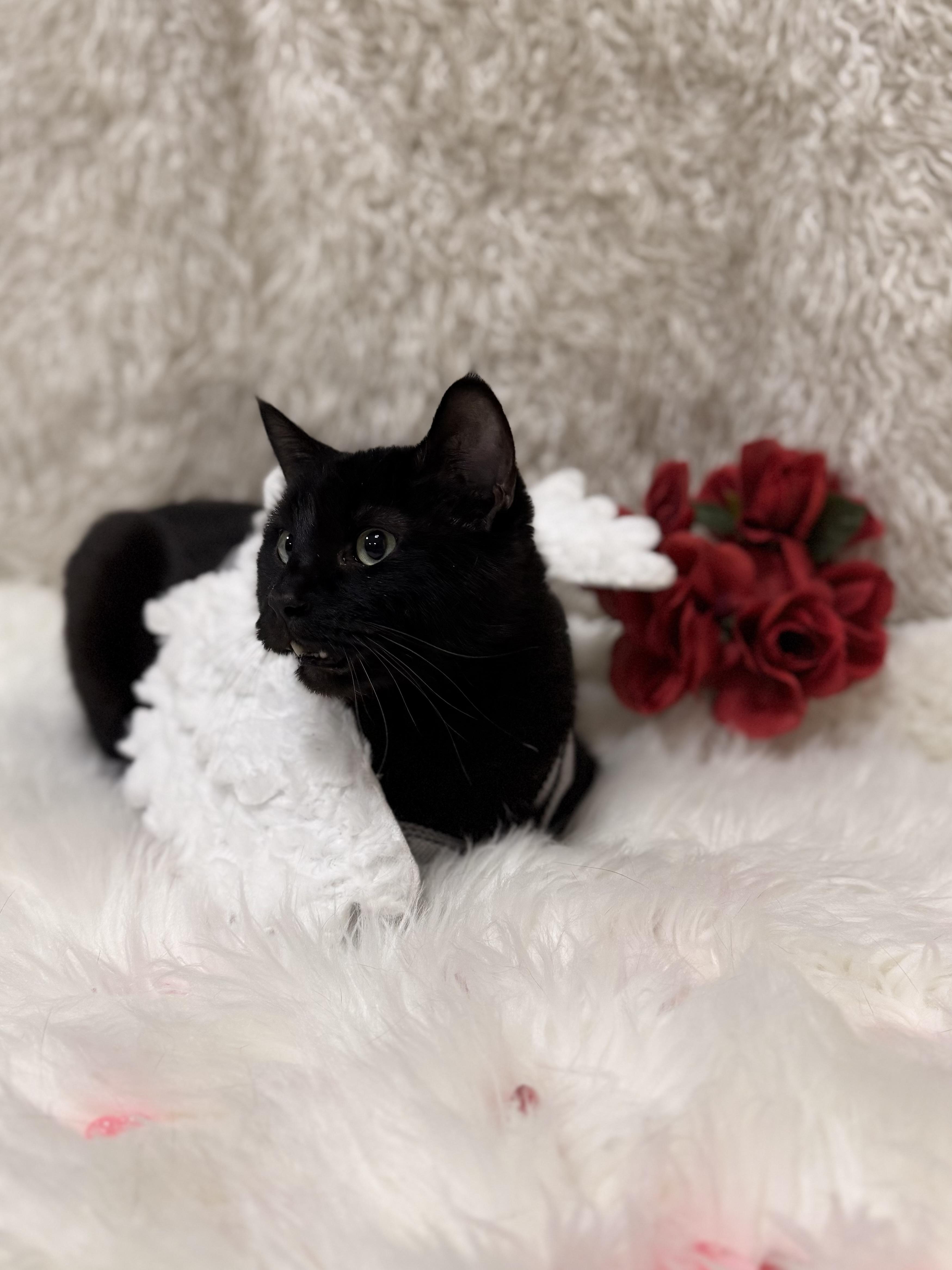 Enlarge Molly, an adoptable mixed breed in Eagle, CO image 1/6