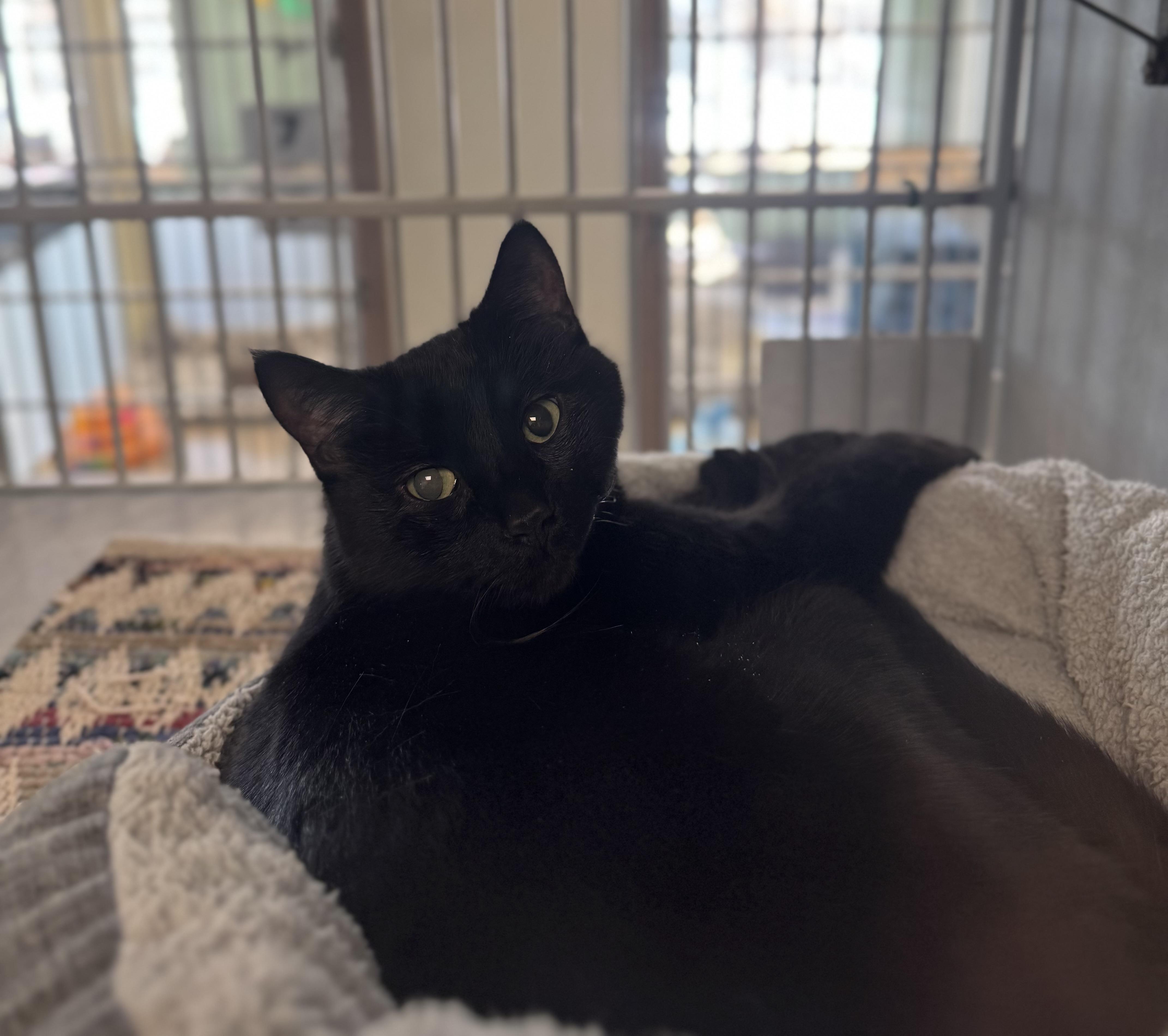 Enlarge Molly, an adoptable mixed breed in Eagle, CO image 5/6