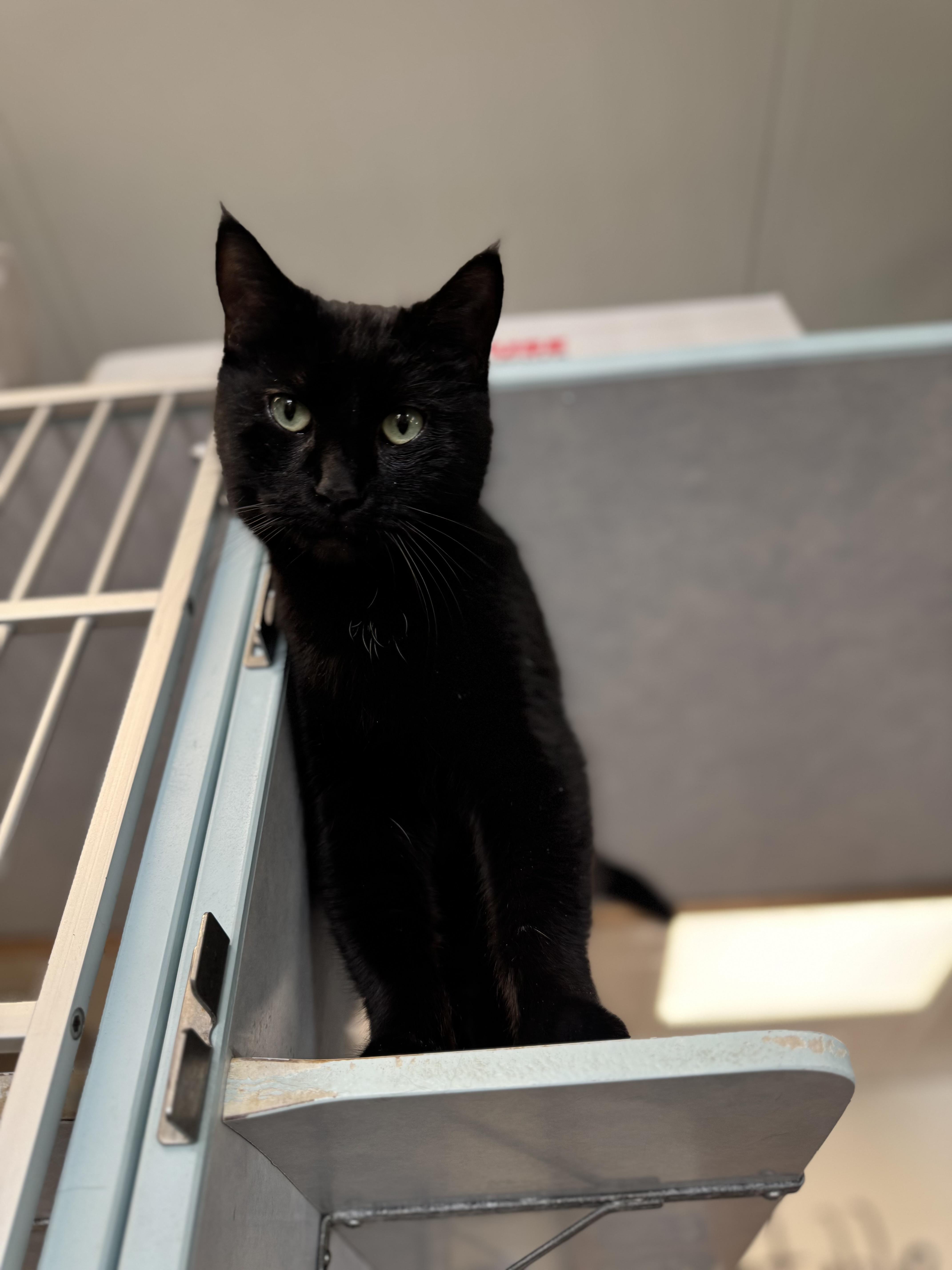 Enlarge Molly, an adoptable mixed breed in Eagle, CO image 6/6