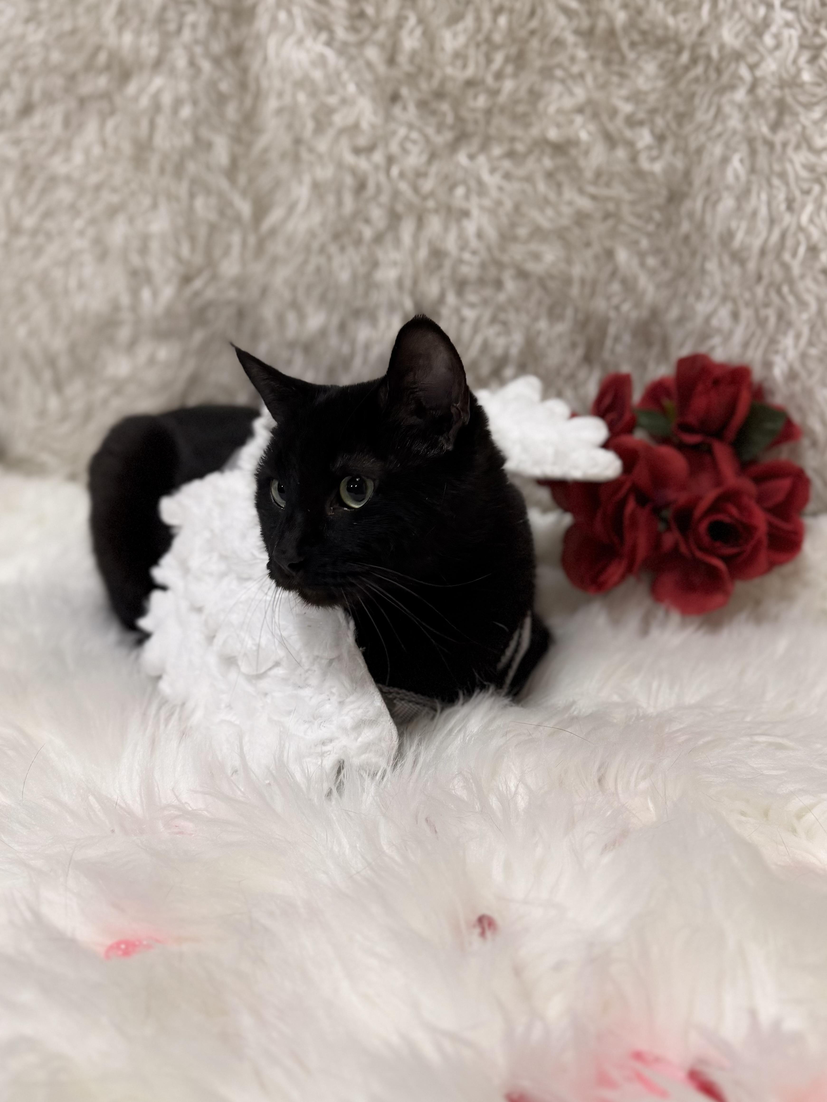 Enlarge Molly, an adoptable mixed breed in Eagle, CO image 2/6